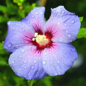 Rose of Sharon Live Plant for Planting - Hibiscus Syriacus Bush in 4-Inch Pot for Outdoor Landscaping