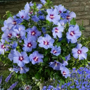 Rose of Sharon Live Plant - Althea Hibiscus in 4-Inch Pot for Colorful Garden Flowers