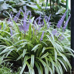 Alternative view of Variegated Lilyturf Grass Live Plant - Liriope Plant in 2.5-Inch Pot for Groundcover and Landscaping