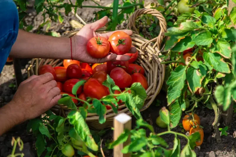 harvesting tomatoes 