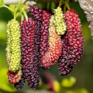 Pakistan Mulberry Tree - 10-14 Inch Tall in 6-Inch Pot - Mulberry Bush Live Plant for Outdoor Planting