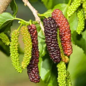 Pakistan Mulberry Tree - 10-14 Inch Tall in 6-Inch Pot - Mulberry Bush Live Plant for Outdoor Planting