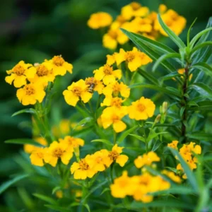 4 Packs Tarragon Live Plants - Texas Tarragon Herb for Indoor and Outdoor Garden - In 4 Inch Pot