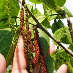 Pakistan Mulberry Tree Live Plant, In 6 Inch Pot, Size 10-14 Inch Tall, Mulberry Bush Live Plant
