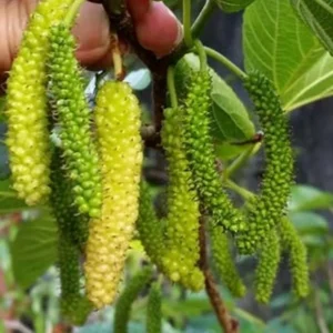 Pakistan Mulberry Tree Live Plant, In 6 Inch Pot, Size 10-14 Inch Tall, Mulberry Bush Live Plant