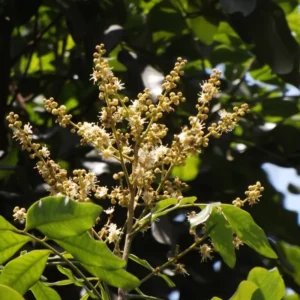 Longan Tree Live Plant - 6-Inch Pot, 8-14 Inch Tall - Tropical Fruit Tree for Indoor or Outdoor Growing