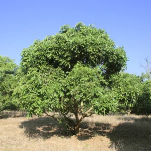 Longan Fruit Tree In 6 Inch Pot, Size 8-14 Inch Tall, Tropical Longan Plant Live, Longan Tree Live Plant