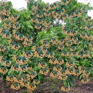 Longan Tree Live Plant - 6-Inch Pot, 8-14 Inch Tall - Tropical Fruit Tree for Indoor or Outdoor Growing