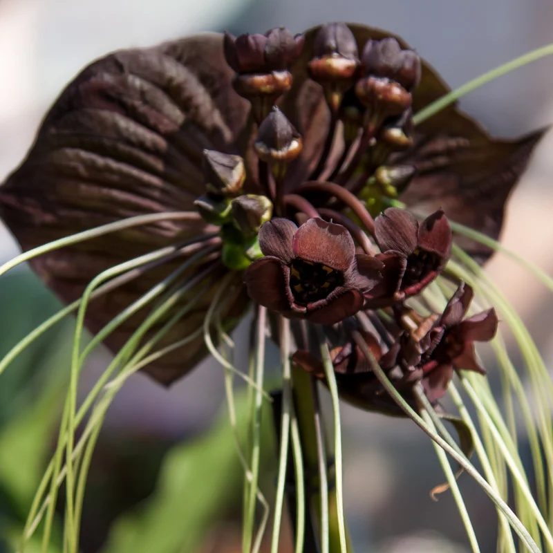 2 Black Bat Flower Plants - Tacca Black Bat Orchid in 2 Inch Pots - Unique Flowering Tacca Plants