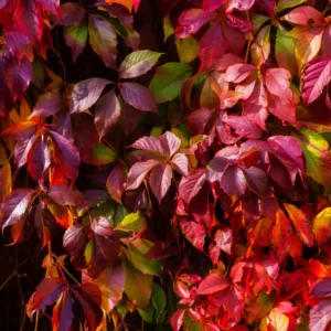 3-Pack Virginia Creeper Ivy Plants - Live Bareroot Vines for Outdoor Ground Cover and Landscaping