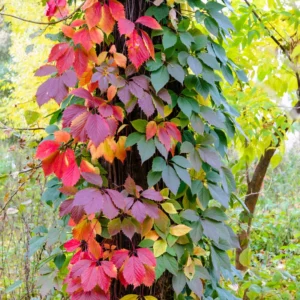 Virginia Creeper Bareroots - 5-Pack Live Ivy Plants for Fast-Growing Ground Cover and Outdoor Landscaping