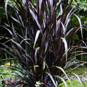 4-Pack Fountain Grass Plants - 5-9 Inch Tall Ornamental Grass Live Plants for Indoor & Outdoor Landscaping