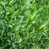 2 Pots Tarragon Plants Live, Tarragon Live Plant In 4 Inch Pot, Texas Tarragon Herb for Indoor or Outdoor Gardens