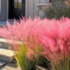 4 Pack Muhly Grass Live Plants - Clumps 4-8 Inch Tall, Beautiful Ornamental Grass for Outdoor Planting