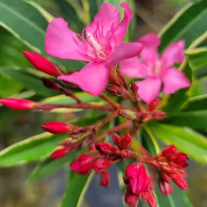 2 Live Oleander Plants, Pink Oleander Plants from 4 to 6 Inches Long, Live Oleander Plants, Oleander Well Rooted, Oleander Live Plants, Easy to Plant