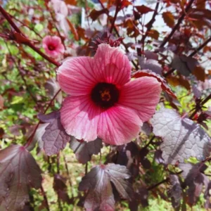 4 Hibiscus Live Plants, Cranberry Hibiscus Plants, 4 to 7 Inches Long, Hibiscus Well Rooted, Live Hibiscus Plants, Hibiscus Plants Live, Easy to Plant