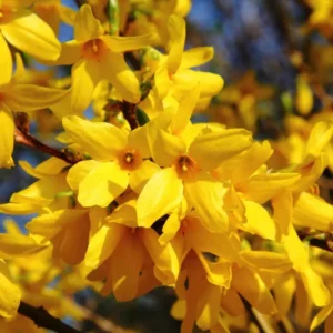 Forsythia Shrubs Bareroots - 10-Pack Lynwood Gold Forsythia Plants 12-18 Inches Tall for Bright Yellow Garden Landscaping
