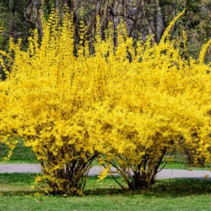 10-Pack Forsythia Plants Live - Lynwood Gold Shrubs 12-18 Inch, Yellow Flowering Forsythia Plants for Garden Landscaping