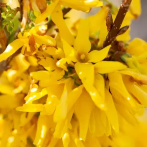 Live Forsythia Shrubs - 5 Lynwood Gold Forsythia Bushes Bareroots, 12-18 Inch Tall with Yellow Blooms for Outdoor Gardens