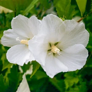 Rose of Sharon Plant Live, 8-14 Inch Hibiscus Althea Tree in Quart Pot, Hibiscus Syriacus for Outdoor Gardening