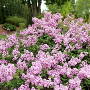 Syringa Lilac Plant for Planting, Fragrant Lilac Bush Plant, No Leaves - Dormant Starter Plant