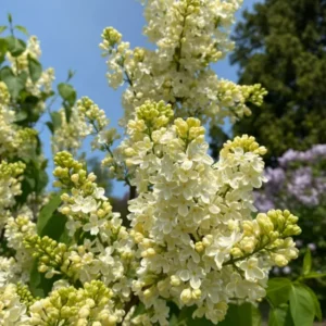 Syringa Lilac Plant for Planting, Fragrant Lilac Bush Plant, No Leaves - Dormant Starter Plant