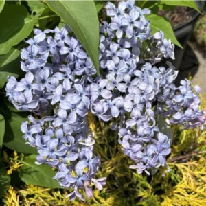 Syringa Lilac Plant for Planting, Fragrant Lilac Bush Plant, No Leaves - Dormant Starter Plant