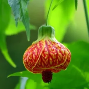 Rare Orange Abutilon Live Plant, 2-3 Ft Tall, Potted Abutilon with Striking Blooms for Garden Enthusiasts