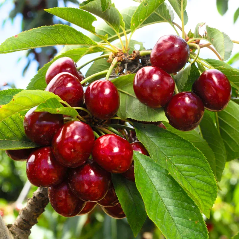 Hardy Cherry Tree Live Plant, 3-4 Feet Tall, Potted Cherry Tree for Gardening and Fruit Harvesting