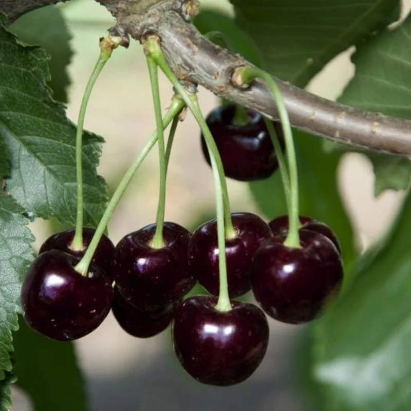 Hardy Cherry Tree Live Plant, 3-4 Feet Tall, Potted Cherry Tree for Gardening and Fruit Harvesting