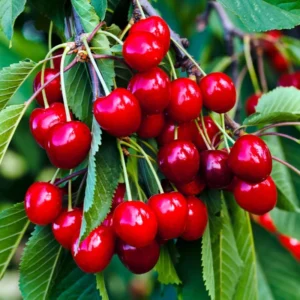 Hardy Cherry Tree Live Plant, 3-4 Feet Tall, Potted Cherry Tree for Gardening and Fruit Harvesting