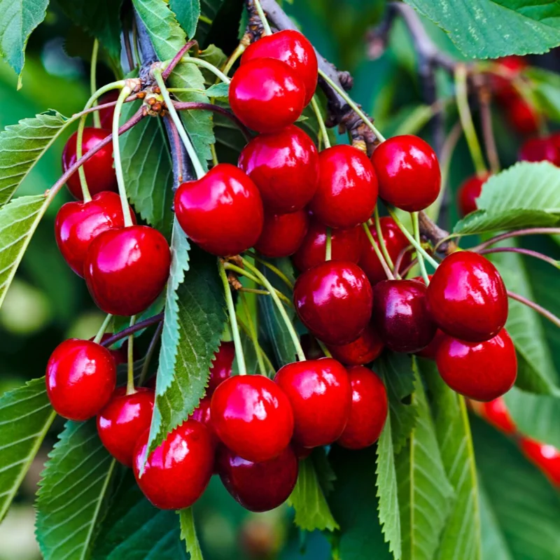 Hardy Cherry Tree Live Plant, 3-4 Feet Tall, Potted Cherry Tree for Gardening and Fruit Harvesting