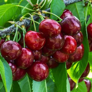 Hardy Cherry Tree Live Plant, 3-4 Feet Tall, Potted Cherry Tree for Gardening and Fruit Harvesting
