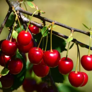 Hardy Cherry Tree Live Plant, 3-4 Feet Tall, Potted Cherry Tree for Gardening and Fruit Harvesting