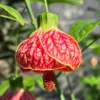 Rare Orange Abutilon Live Plant, 2-3 Ft Tall, Potted Abutilon with Striking Blooms for Garden Enthusiasts