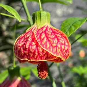 Rare Orange Abutilon Live Plant, 2-3 Ft Tall, Potted Abutilon with Striking Blooms for Garden Enthusiasts