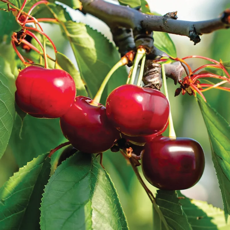 Hardy Cherry Tree Live Plant, 3-4 Feet Tall, Potted Cherry Tree for Gardening and Fruit Harvesting