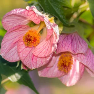 Flowering Abutilon Live Plant, 1 Ft Tall, Decorative Abutilon Bush in Pot, Bright Blooms for Any Garden