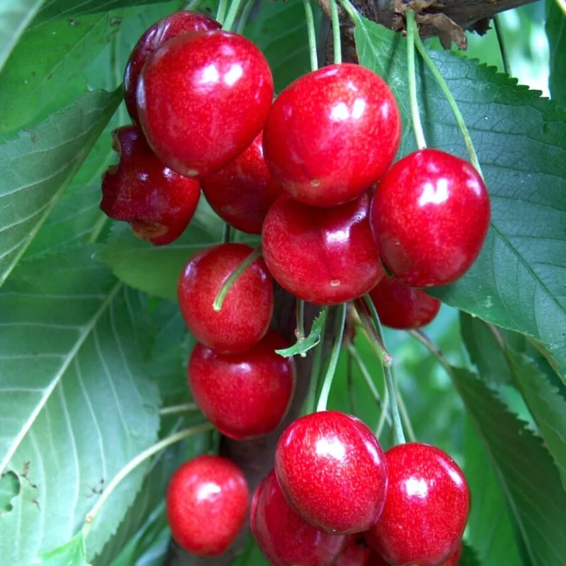 Giant Cherry