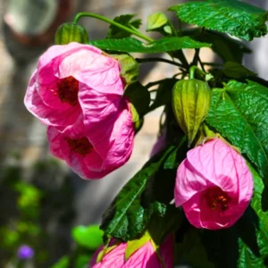 Decorative Abutilon Live Plant, 2 Ft Tall, Flowering Abutilon in Pot for Indoor/Outdoor Settings