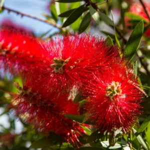 Dwarf Little John Bottlebrush Plant Live, 1 Ft Tall, Compact Flowering Tree in 6 Inch Pot for Landscaping