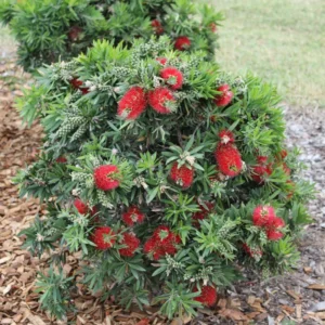 Dwarf Little John Bottlebrush Plant Live, 1 Ft Tall, Compact Flowering Tree in 6 Inch Pot for Landscaping