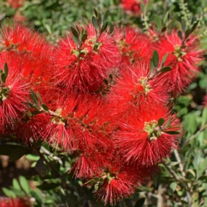 Dwarf Little John Bottlebrush Plant Live, 1 Ft Tall, Compact Flowering Tree in 6 Inch Pot for Landscaping