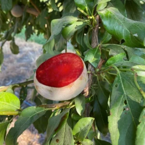 Flavor Plum Tree Live Plant, 4 Feet Tall, Potted 3 Gallon Flavor Plum, Great for Outdoor Fruit Gardens and Abundant Harvest