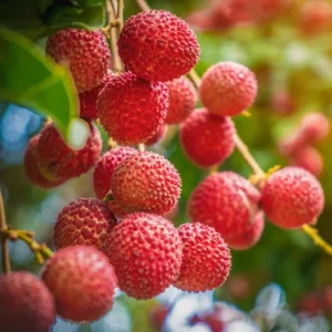 Lychee Tree Live Plant, 2-3 Ft Tall in 3 Gallon Pot, Sweet Litchi Fruit Tree for Outdoor Garden Growing