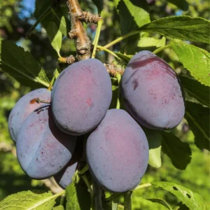 Live Plum Plant, 2-3 Feet Tall in Pot, Thriving Pluot Plum Tree for Outdoor Planting and Harvesting