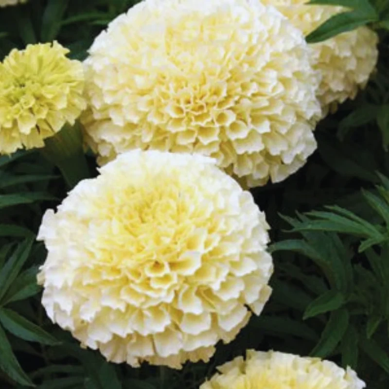 3 Live White Marigold Plants Starter Plants, Marigold Flower Well Rooted, Annual Flower Plant for Planting