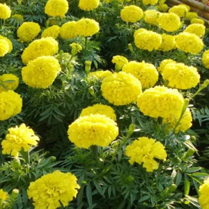 Yellow Marigold Plants Live, 4 Plants, 3 to 5 Inches Tall Well Rooted, Vibrant Marigold Flower Planting Gardening
