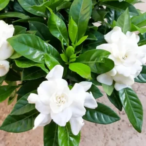 3 Mix Jasmine Live Plants – 3 to 6 Inches Tall - Hardy Jasmine Shrub with Fragrant Blooms for Outdoor Gardens - Jasmine Plants Live Indoor