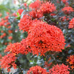 2 Small Plants Of Red Ixora Plants Live, 4 To 6 Inches Tall, Tropical Plant Live Dwaft
